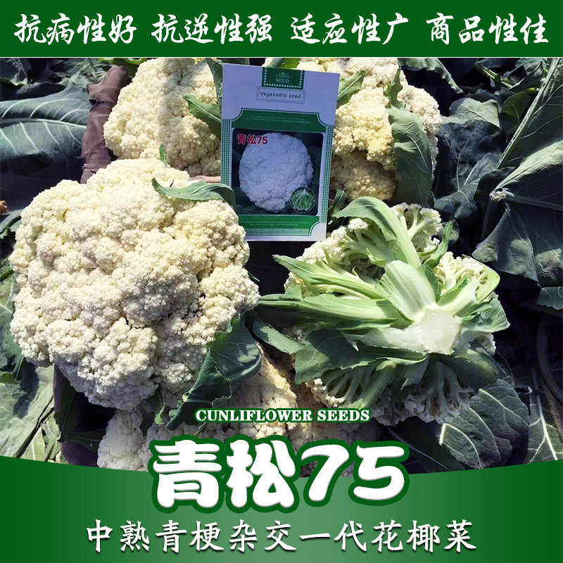 青梗松花菜种子种籽耐热耐湿花菜菜花春季孑秧四夏季蔬菜苗 - 图3