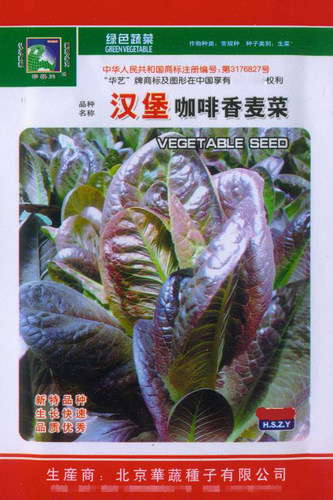 紫红油麦菜汉堡咖啡香麦菜种子高含花青素等生长迅速叶片长圆紫红 - 图0