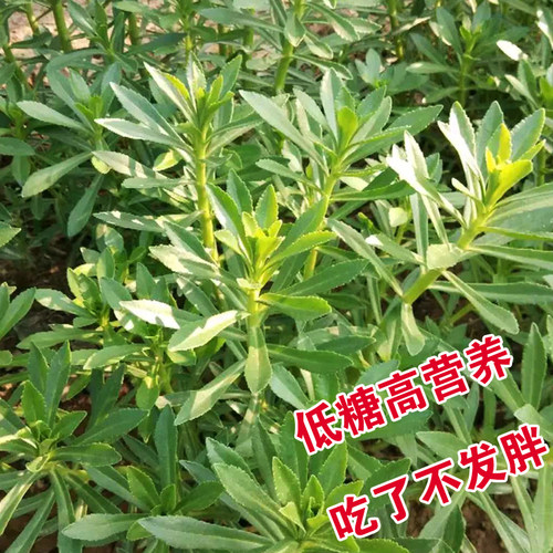 养心菜救心菜种子救心草高钙菜景天三七费菜种苗种子四季盆栽菜叶 - 图2
