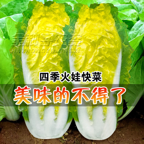 四季火娃快菜种子 耐热耐湿夏秋小白菜抗热速生快菜蔬菜种子籽孑 - 图0