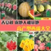 Товары от 金种子农资批发