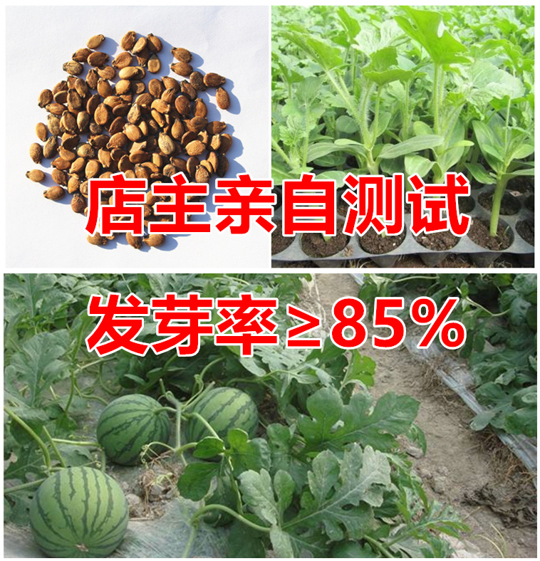 懒汉系地雷王西瓜种子水果蔬菜种子 8424西瓜种子阳台庭院盆栽-图1