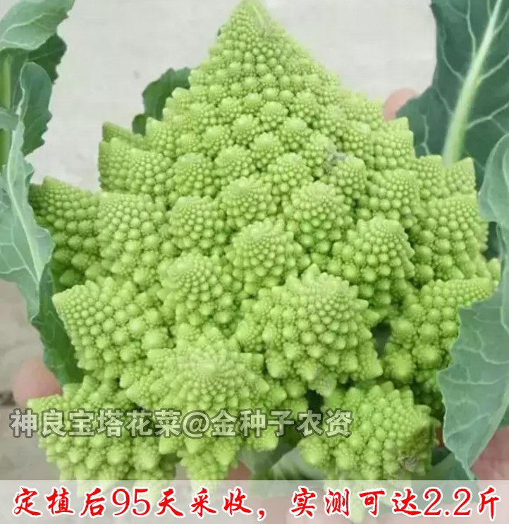 进口宝塔菜种子椰秋冬春季夏四季花菜螺丝种籽蔬菜种孑螺丝菜宝塔-图2