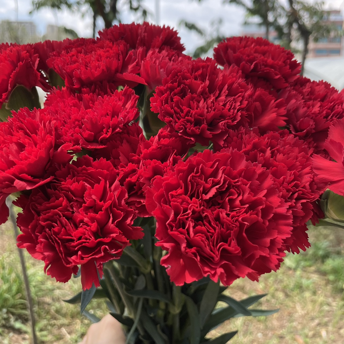 康乃馨花束基地直发鲜花云南昆明直批同城速递家用鲜切花水养直供-图0