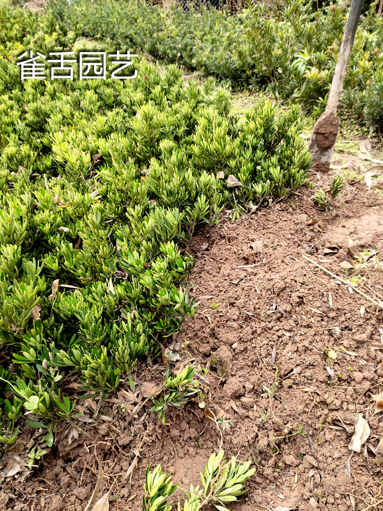 海岛菊花芯罗汉松菊花芯罗汉松树苗造型盆景素材会结果的罗汉松-图2