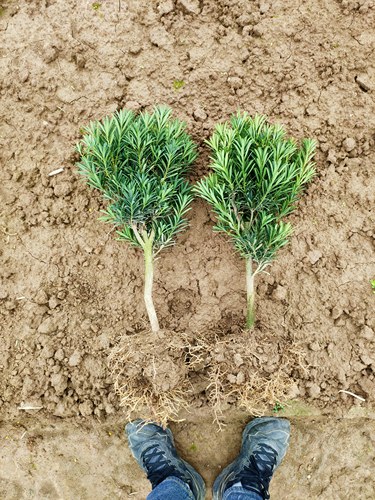 菊花芽罗汉松树苗，盆栽绿植造型庭院阳台盆景适用。 - 图3