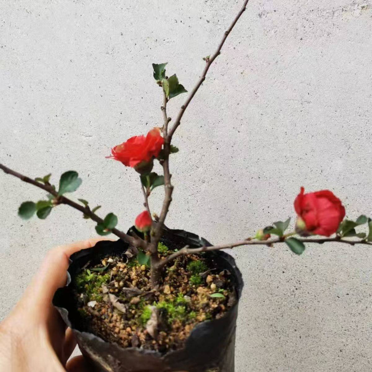 日本进口原生深红八重咲长寿梅重瓣微小型盆景小品阳台办公桌,淘宝优惠券,粉丝福利购,淘宝优惠卷