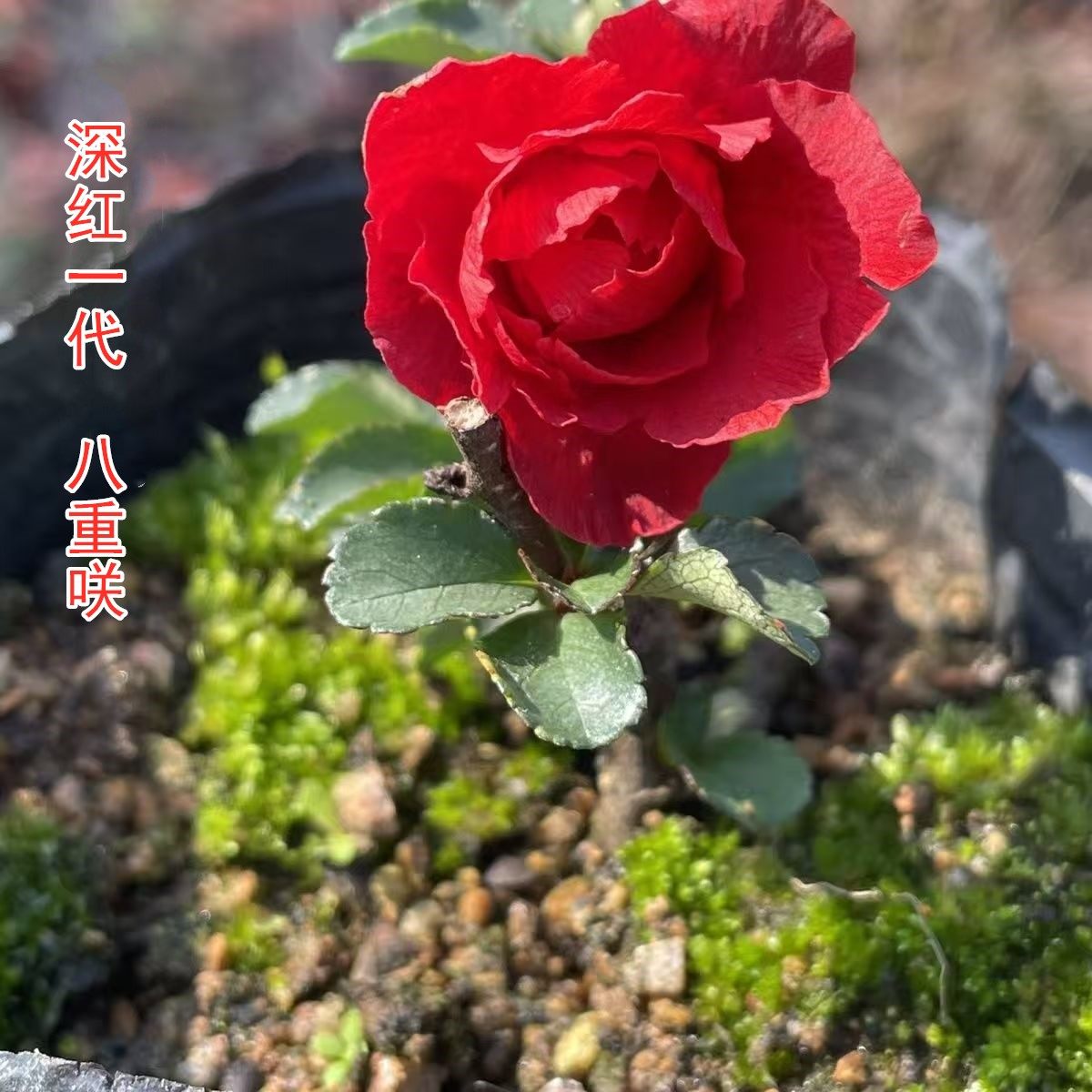 日本进口原生深红八重咲长寿梅重瓣微小型盆景小品阳台办公桌,淘宝优惠券,粉丝福利购,淘宝优惠卷