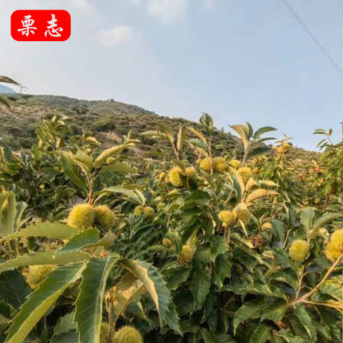 2025年 遵化 迁西新鲜生板栗栗子燕山现货油栗甜糯现摘毛栗子包邮 - 图1