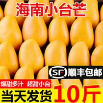 Hainan small table mango 10 catty fresh and small terrace farmmans should season fruit now off tropical mango whole box