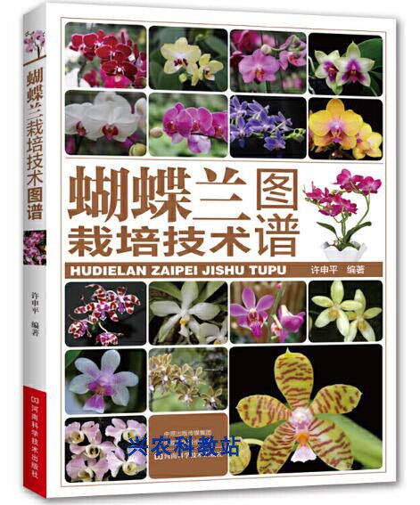 洋兰栽培 新人首单立减十元 21年9月 淘宝海外