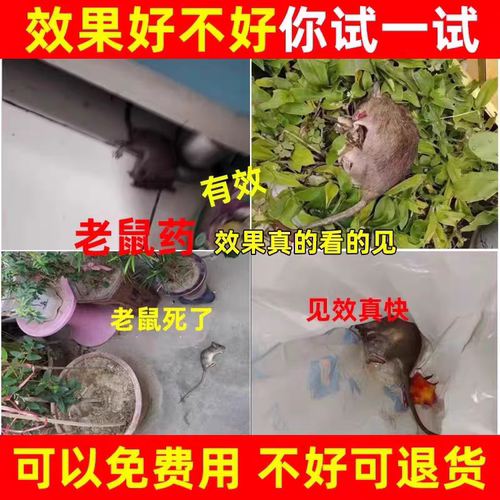 【驱鼠第一名】老鼠特药无毒老鼠家用药室外死效老鼠神药一闻就倒 - 图2