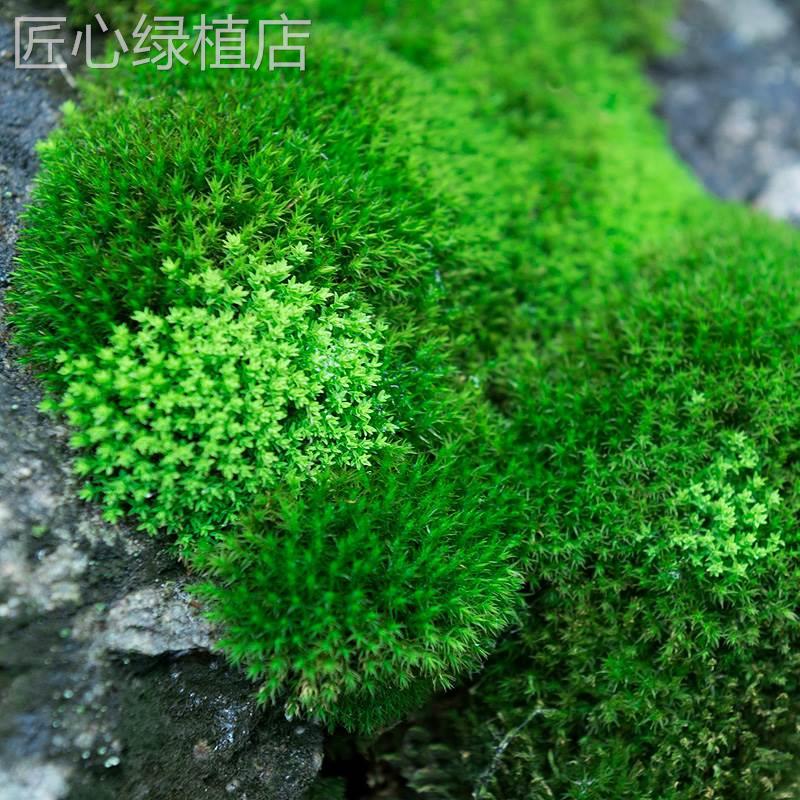 绿苔藓花盆里的小草铺面盆景造景青苔草皮假山植物鲜活附石台藓草 - 图1