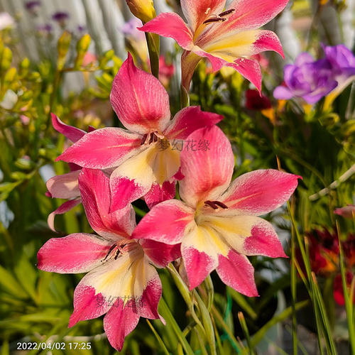 【原生剑兰】唐菖蒲秋植种球根春花盆栽阳台楼顶花卉绿植 - 图0