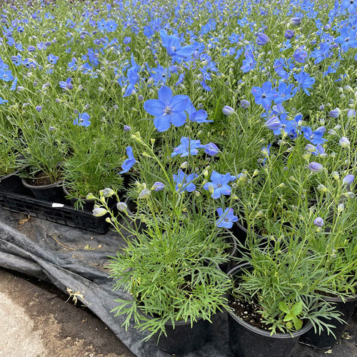 细叶飞燕草盆栽 小花飞燕 庭院阳台户外地栽花镜植物 好养 - 图3