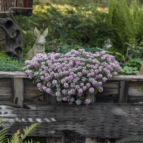 香雪球盆栽耐寒易爆盆庭院阳台芳香花卉多年生垂吊植物花期长 - 图1