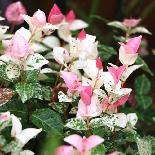 黄金络石 花叶络石盆栽 吊兰四季垂吊耐热耐寒庭院绿植花卉包邮 - 图1