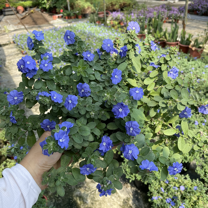 蓝星花盆栽带花苞阳台庭院花园耐热花期长吊兰花卉垂吊好养植物-图3