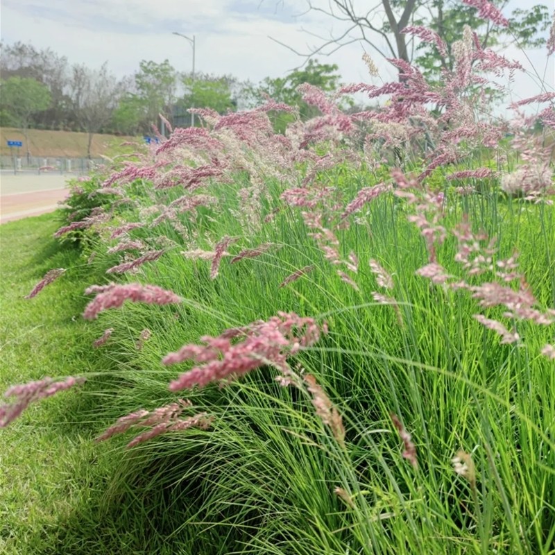 花境植物蜜糖草坡地毛冠草花苗室外花园景观搭配观赏草多年生盆栽 - 图1