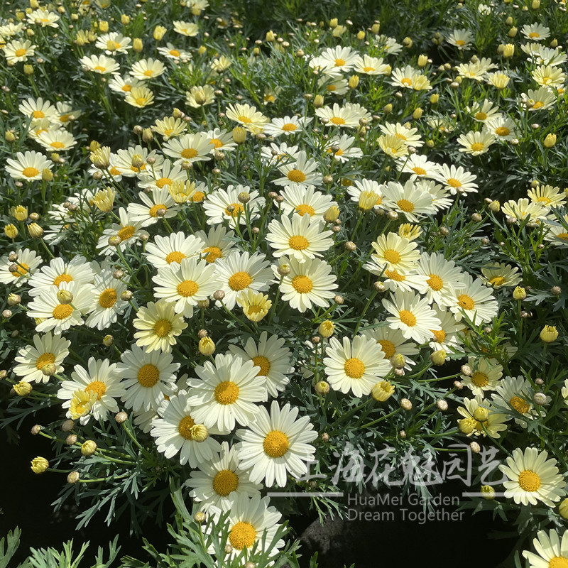 玛格丽特花苗盆栽阳台庭院花卉多年生植物雏菊盆栽带花发货包邮-图0