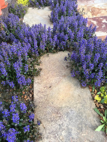 姬十二筋骨草盆栽 日本山野草 耐阴常绿多年生地被植物 耐热耐寒 - 图2