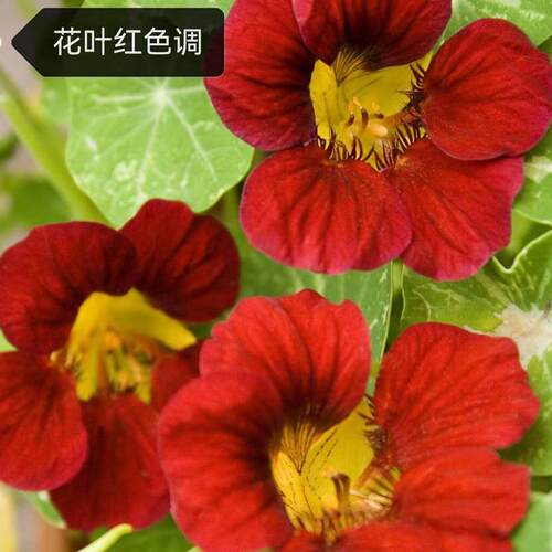 旱金莲盆栽  垂吊爬藤植物 旱荷花 耐寒耐热 好养耐半阴 - 图1