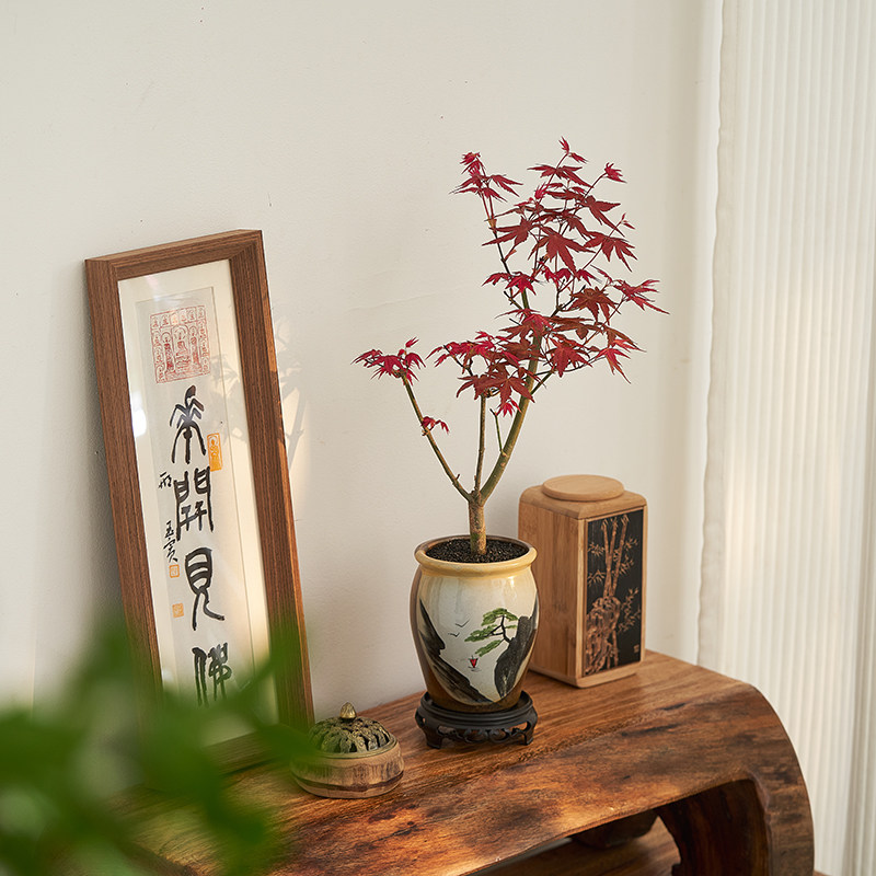 红枫盆景四季好养活室内桌面盆栽老桩耐寒观叶植物红舞姬树苗,淘宝优惠券,粉丝福利购,淘宝优惠卷
