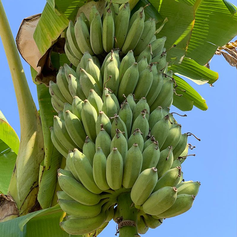 西贡蕉正宗超甜小香蕉芭蕉粉蕉当季水果广西banana整箱10斤自然熟