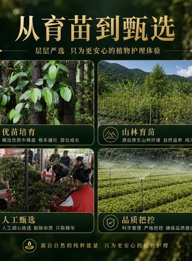 牛樟精油香樟舒缓压力皮肤护理