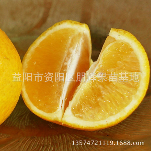 基地直销橙子树苗皇帝柑苗又名手剥橙贡柑 橙与橘的杂交易剥皮 - 图2