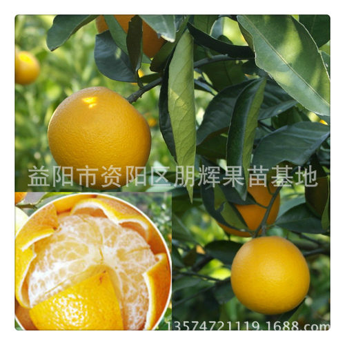 基地直销橙子树苗皇帝柑苗又名手剥橙贡柑 橙与橘的杂交易剥皮 - 图3