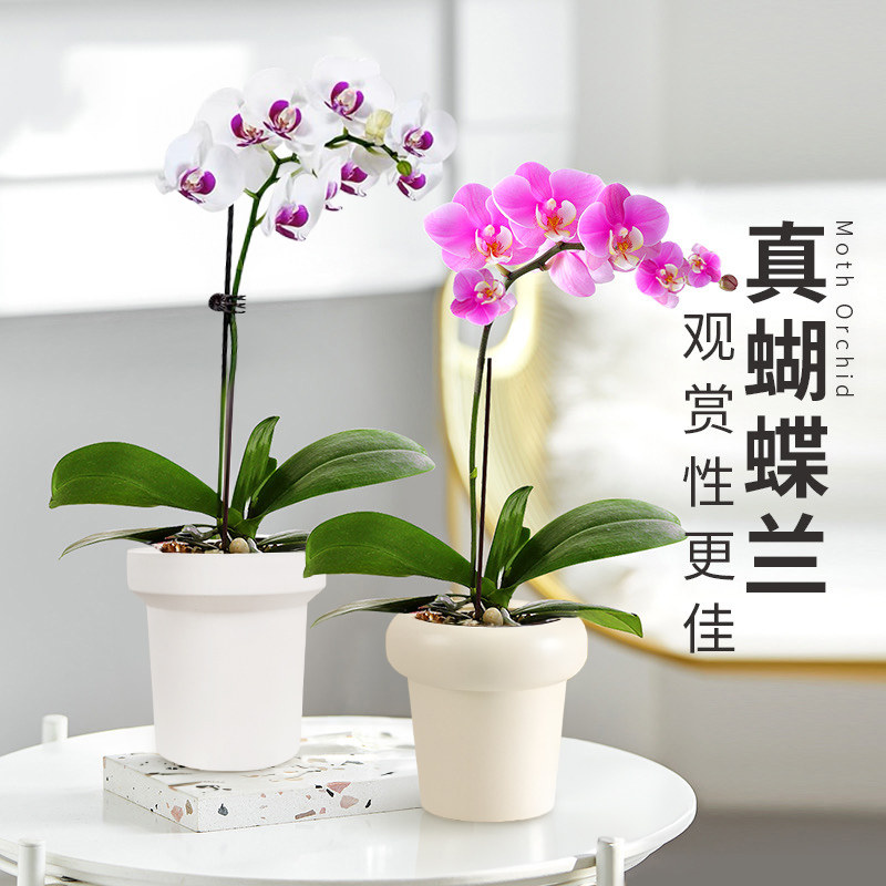 蝴蝶兰盆栽带花剑花苞兰花大苗四季开花室内桌面好养绿植花卉易活,淘宝优惠券,粉丝福利购,淘宝优惠卷