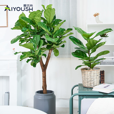 爱优尚琴叶榕盆栽大叶植物室内客厅办公室大型北欧风网红大颗绿植 虎窝淘