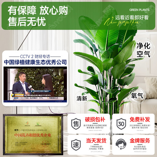 天堂鸟绿植盆栽客厅高级感大型旺宅大叶真植物四季花卉落地盆景 - 图0