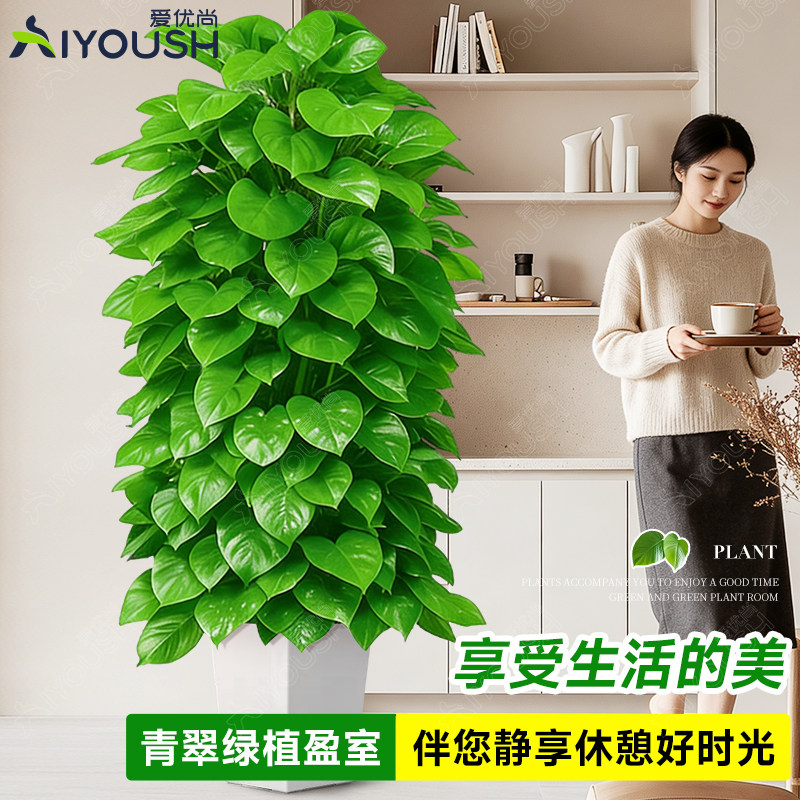 大叶绿萝柱大号客厅盆景栽客厅绿植大型办公室居家净化空气除甲醛,淘宝优惠券,粉丝福利购,淘宝优惠卷
