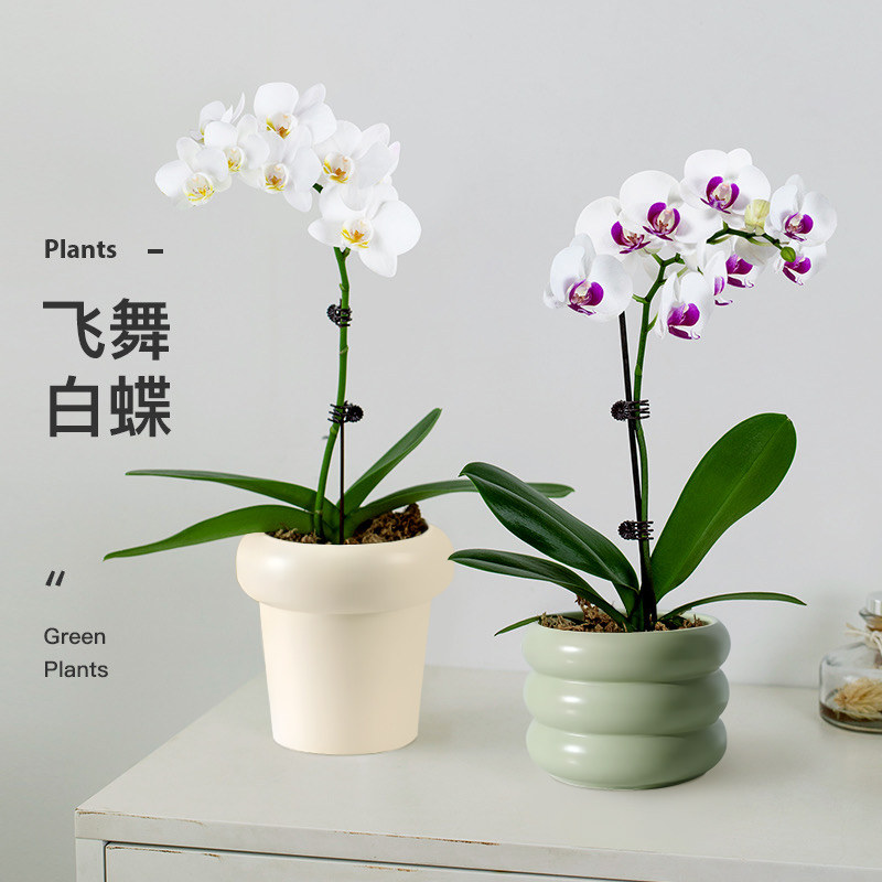 蝴蝶兰盆栽带花剑花苞兰花大苗四季开花室内桌面好养绿植花卉易活,淘宝优惠券,粉丝福利购,淘宝优惠卷