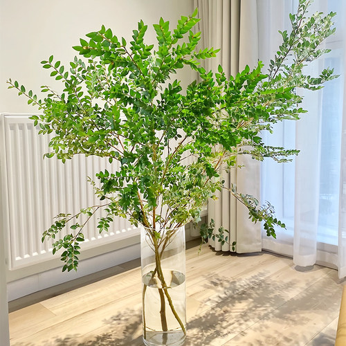 美男树水培绿植客厅植物桌面茶几吊钟室内马醉木平替鲜切枝条水养 - 图3