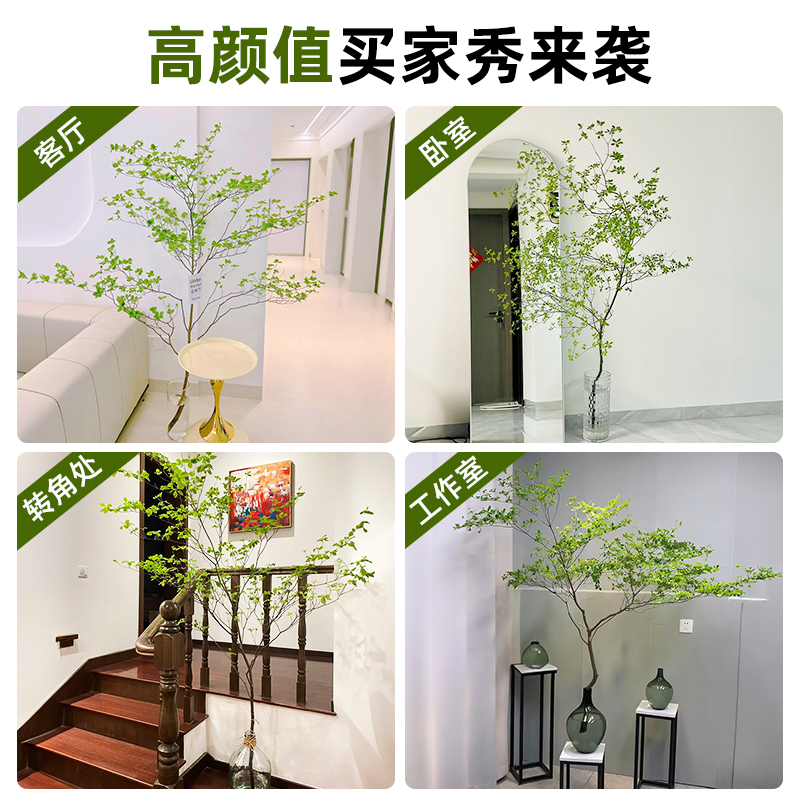 吊钟水培植物日本进口绿植马醉木鲜切枝室内好养客厅水养花卉盆栽-图2