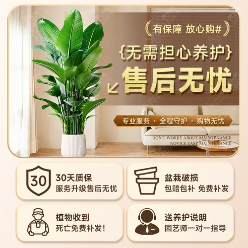 天堂鸟客厅绿植盆栽高级感大型旺宅大叶真植物四季花卉落地盆景 - 图3