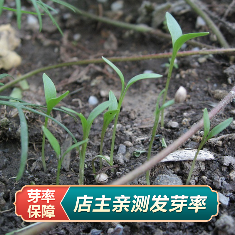 宁夏红枸杞子种子叶用枸杞种籽春四季种植阳台盆栽庭院蔬菜枸杞苗-图1