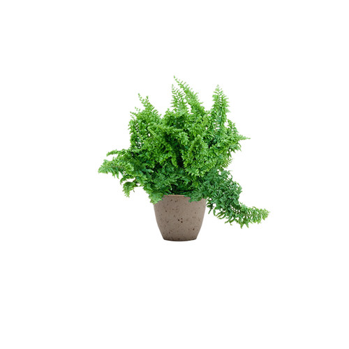 棉花糖蕨蕾丝蕨室内好养蕨类植物霸王蕨除甲醛四季常青桌面小植物 - 图3