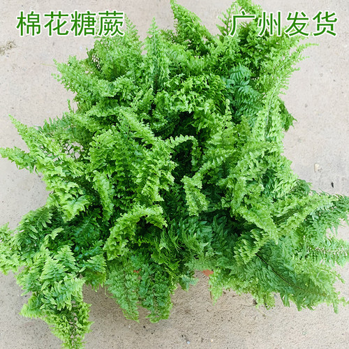 棉花糖蕨蕾丝蕨室内好养蕨类植物霸王蕨除甲醛四季常青桌面小植物 - 图0