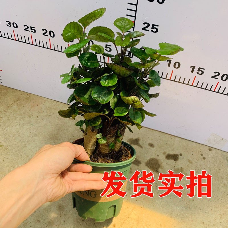 福禄桐盆栽金钱兜圆叶植物招财盆栽摇钱树寓意好盆栽金钱树绿植