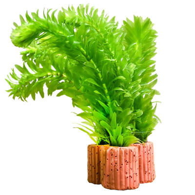 定植小水草懒人金鱼草热带鱼缸造景装饰花草新手入门水景套餐绿菊 虎窝淘