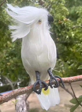 生态新鲜散养整只正宗虫草鸡