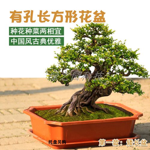 工厂直销大中小号长方形塑料花盆绿植花卉盆栽盆景盆基地种植老桩 - 图0