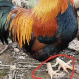 Ифуо помещенные когти королевские курицы с пером перо курица мульти -витамин курица Специальная курица Отдельные куриные пакеты