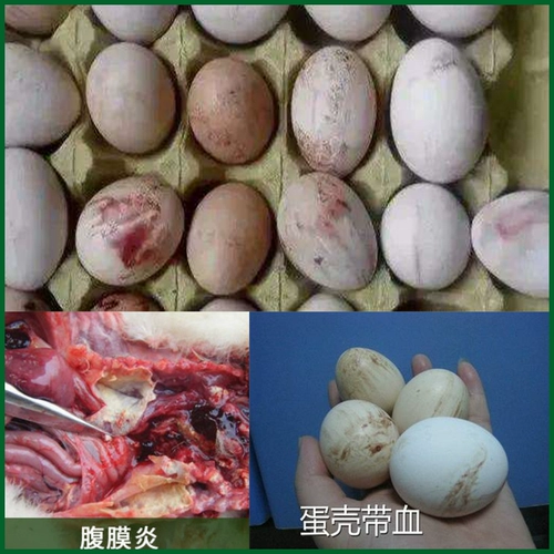 Особые эффективные яйца Шунан куриные падения и упаковывать анти -продуцирующие анальные курицы.