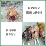 Особые эффективные яйца Шунан куриные падения и упаковывать анти -продуцирующие анальные курицы.