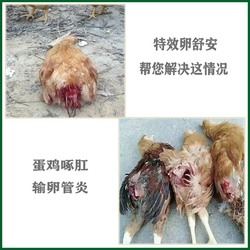 Особые эффективные яйца Шунан куриные падения и упаковывать анти -продуцирующие анальные курицы.